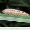 erebia melancholica daghestan larva4a
